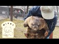 つかまえちゃ イヤイヤ！【 ウォンバット - ワイン - 五月山動物園 】