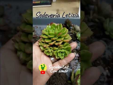 Video: Letizia - Cách Chăm sóc Succulents Sedeveria ‘Letizia’
