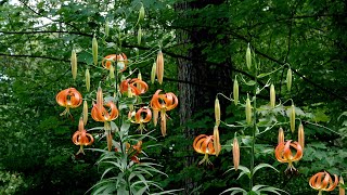 Download Lagu Turk's Cap Lilies of Hiawatha Island MP3 Download Lagu Turk's Cap Lilies of Hiawatha Island MP3
