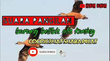 #suara pikat burung belibis alis kuning#
