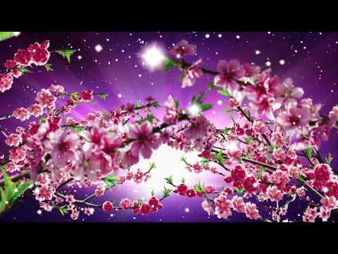 Video hoa đào tết background - youtube