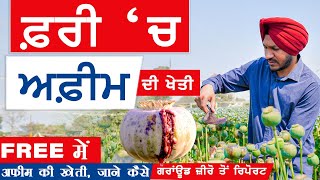 Afeem Farming In India | ਅਫੀਮ ਦੀ ਖੇਤੀ | अफीम की खेती | Opium Farming | Khalas Tv