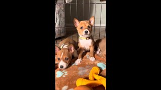 Kamara, Red & White Basenji Female by Mwimbaji Basenji of Utah 195 views 3 months ago 2 minutes, 49 seconds