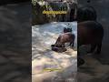 กินข้าวในบ่อเลยนะเด้ง #moodeng #funny #หมูเด้ง #zoo #animals #food #cute #wildlife #shorts