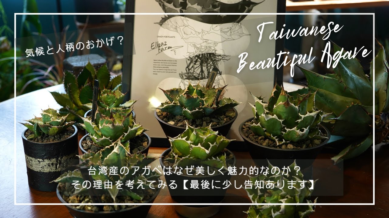 超希少台湾最高峰ナーセリーベルリン産アガベチタノタ⭐️朱雀