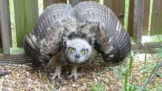 juvenile great horned owl threat display 4 14 19