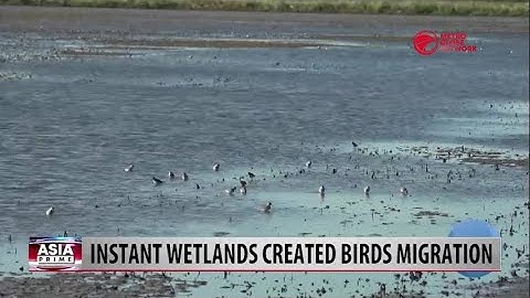 Instant Wetlands Created Birds Migration