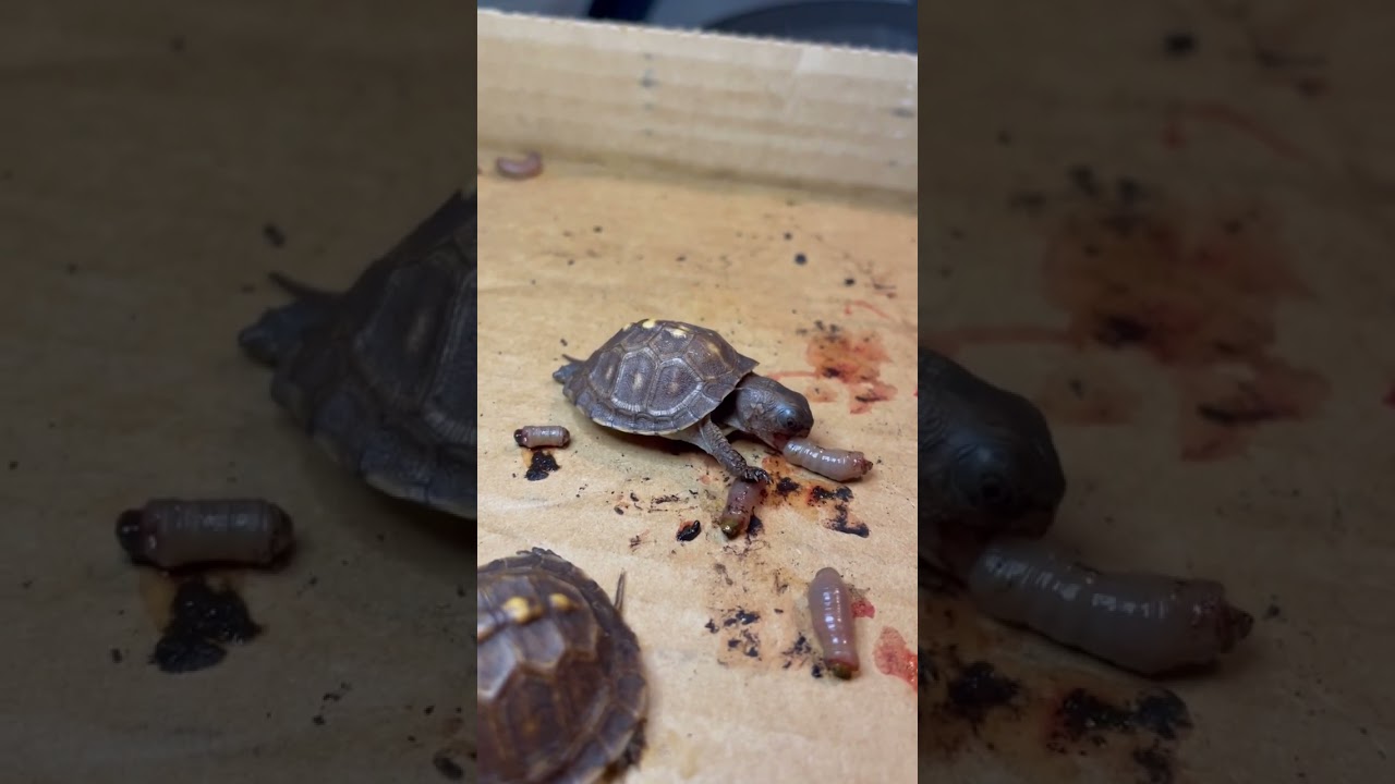 Happy Baby Eastern Box Turtle MikeyJr when its Time to Eat this DMF BAIT Night Crawlers