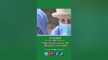 Nâng cao hiệu quả sản xuất nhờ giống cà chua ghép #shortsltv