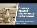 Собака плохо ведет себя дома. Причины и что с этим делать