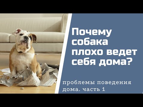 Видео: Плохое поведение вашей собаки - не ваша вина