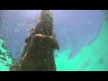 Dog swimming in pool  underwater view