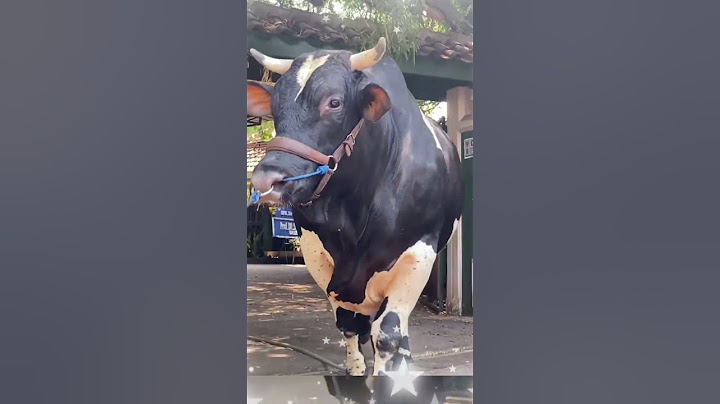 SAPI CONDROSIMO IRFAN HAKIM #shorts #sapi #sapijumbo  #shortvideo #artis #viralvideo #irfan