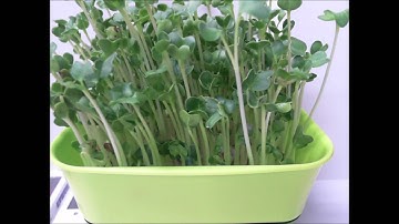 Raspberry pi2とWebカメラで簡単定点撮影