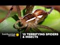 Spider Adaptations and Hunting Strategies