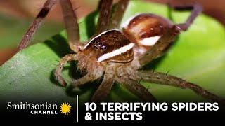 10 Terrifying Spiders &amp; Insects 🕷 Smithsonian Channel