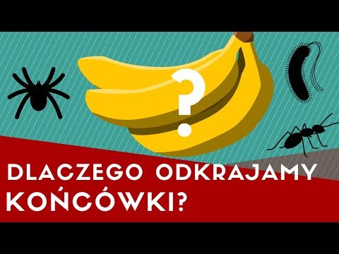 CZARNA KOŃCÓWKA BANANA - czy jest szkodliwa? I czym jest choroba Panamska?