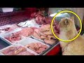 Un Chat Mendie de la Viande et l’Emporte Ailleurs. Les Gens Finissent par Comprendre Pourquoi !