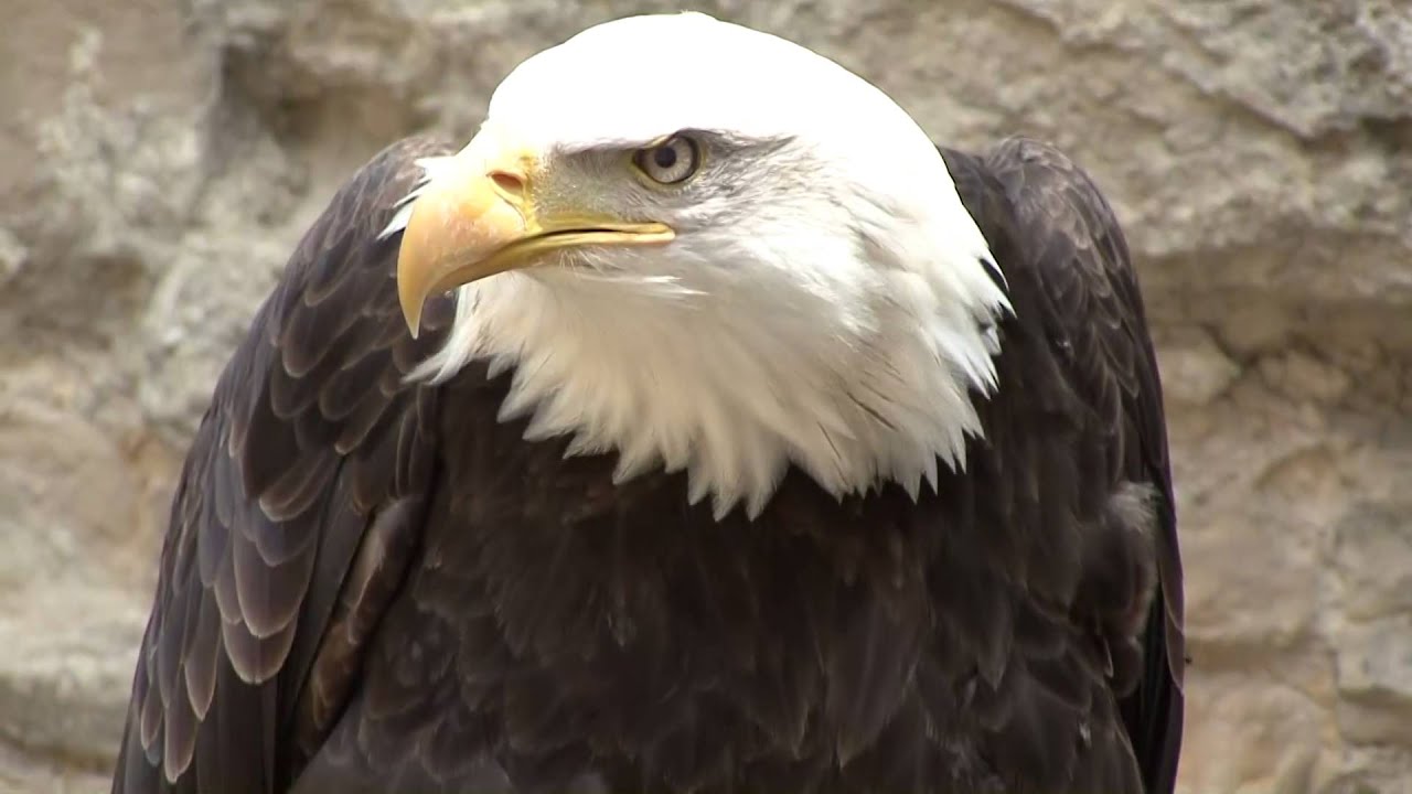 Vervolgd tot in de dood WEVAC H264