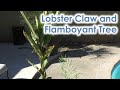 Unboxing a lobster claw and flamboyant tree  zone 8 tropical garden