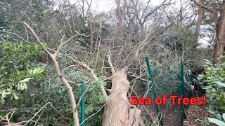 Massive fallen beech tree clean up | Day in the life of a tree surgeon