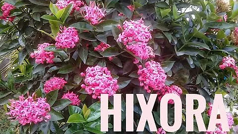Qual adubo para ixora florir?