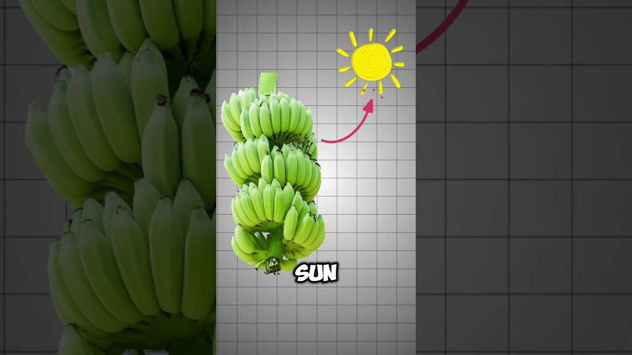 why are bananas curved? 