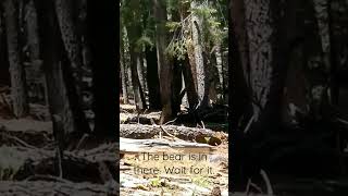 Bear sighting at Glacier Point,  Yosemite #shorts #bear #life