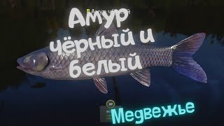 Русская рыбалка 4 (РР4) о. Медвежье АМУР
