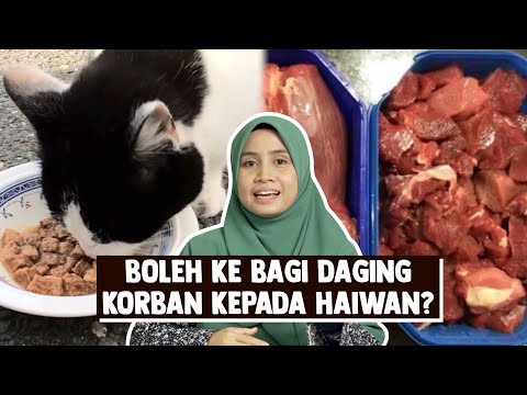 Video: Bolehkah anjing makan tepukan lembu?