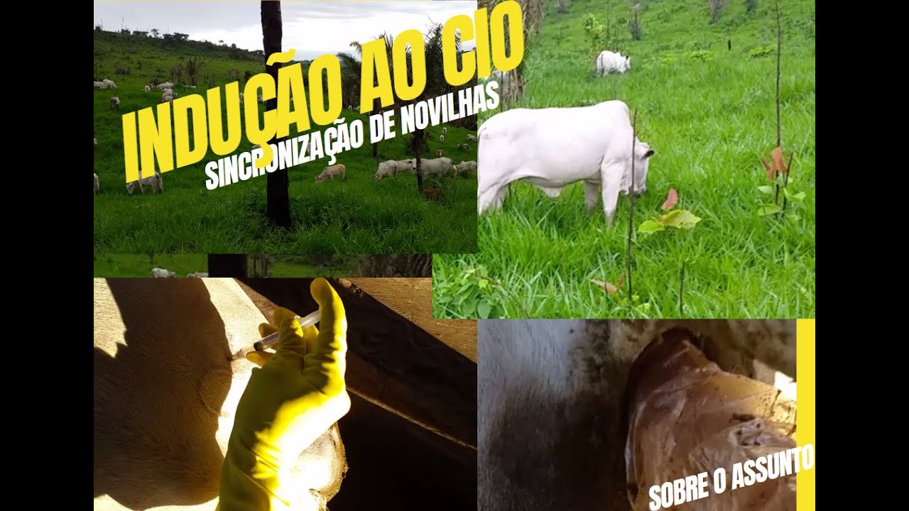 INDUÇÃO AO CIO  ( sincronização de novilhas p/entouramento)