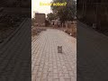 bowler action?🤔#viral#action#coment how to grow subscribers 🤔