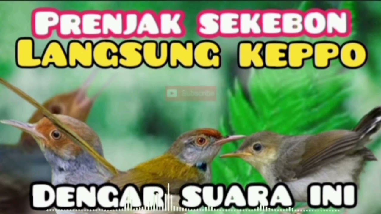 Suara Pikat  Prenjak Ribut Paling Ampuh