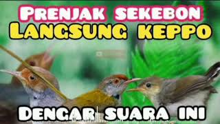 Suara Pikat  Prenjak Ribut Paling Ampuh