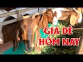 Giá Dê Mới Nhất Ngày Hôm Nay Và Cách Chữa Bệnh Đi Ngoài Cho Dê