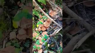 Грибные места Подмосковья 👍 #music #shortvideo #интересно #природа #лес #travel