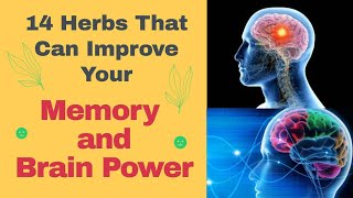14 Herbs That Can Improve Your Memory and Brain Power screenshot 5