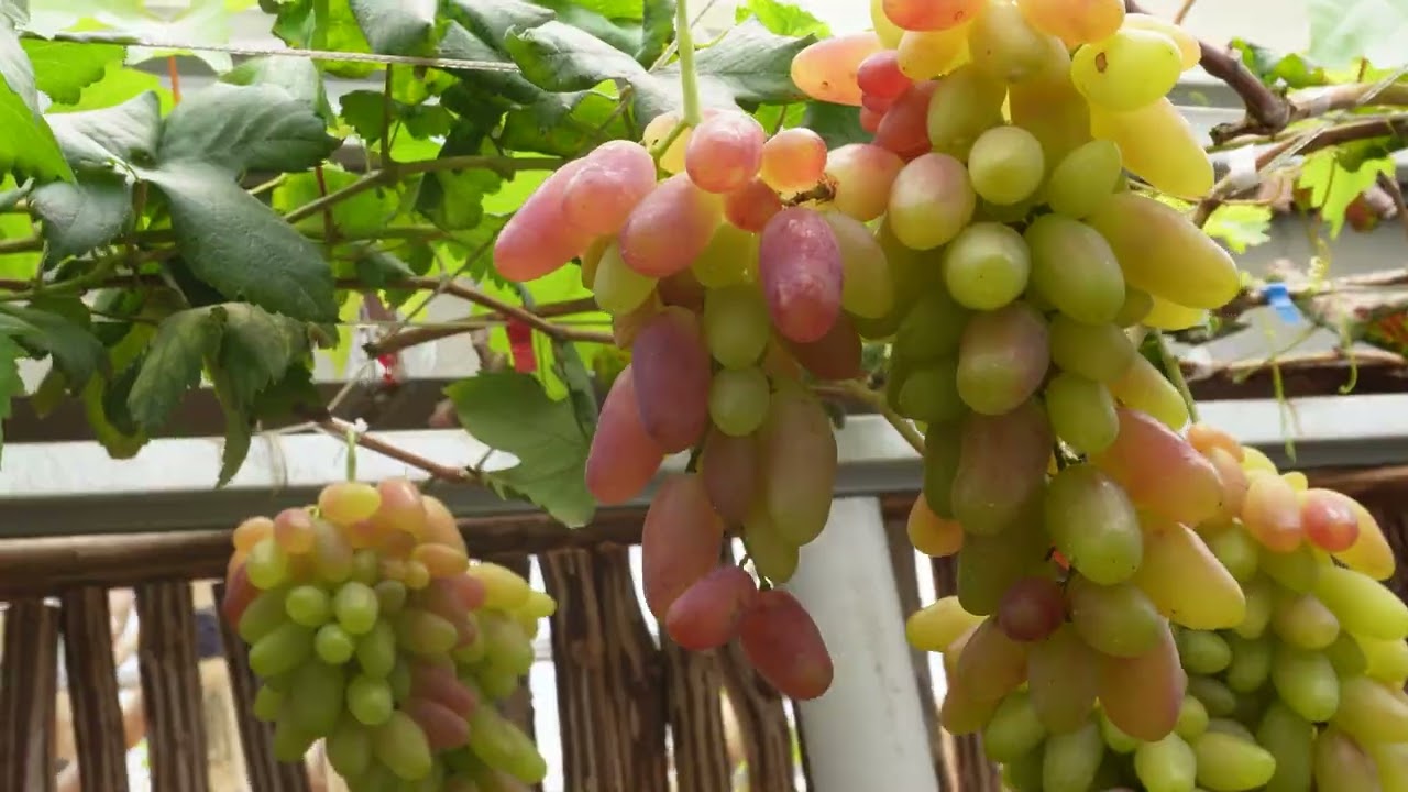 Kebun Anggur Firizco (Kabupaten Bandung Barat)