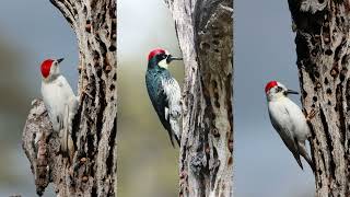 Rare twin leucistic acorn woodpeckers:  work on granary in spring