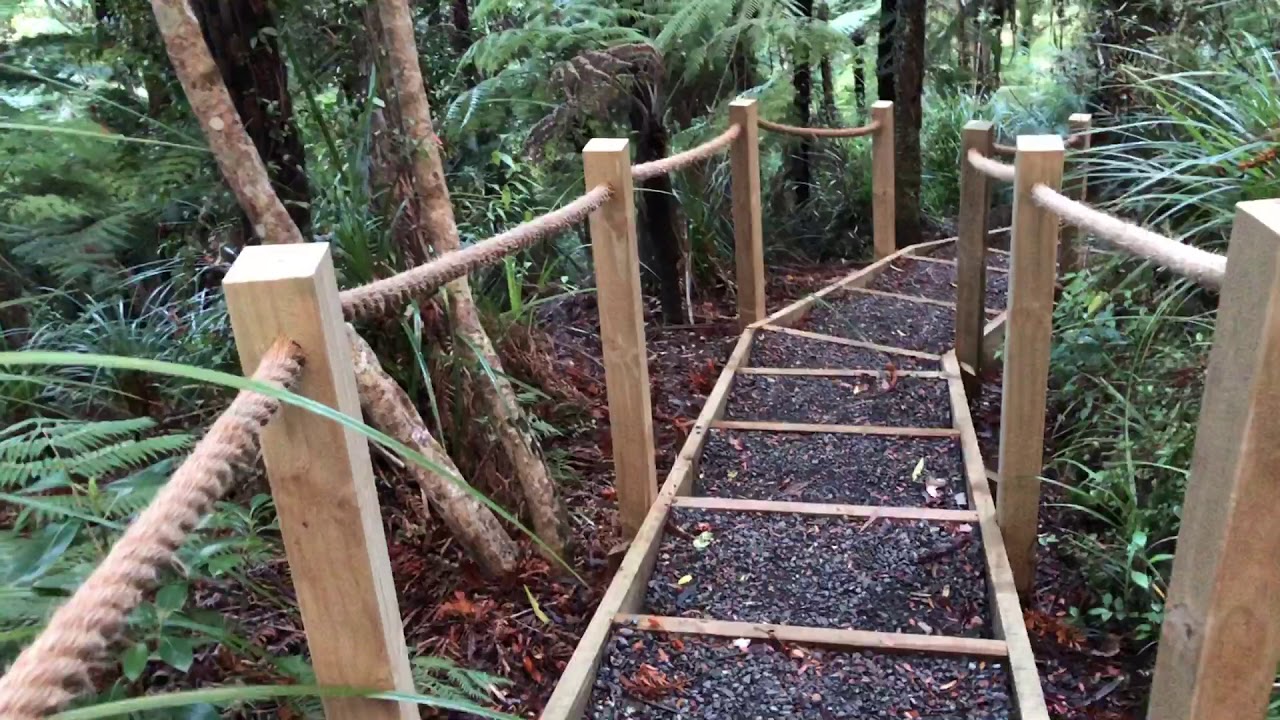 Walk round a rainforest at Waitakere Regional Park, Auckland NEW ZEALAND