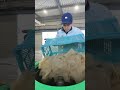 こんにゃくのボディタオルって臭いはしないの?よく聞かれるので正直にお答えします。