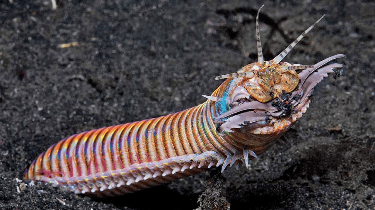 Filo Annelida – Parte 2: Polychaeta: Vermes Marinhos Segmentados.