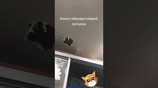 Кокоса Не Кто Не Хочет ?😂😂😂