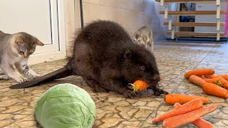 БОБР ПОПАЛ НА СКЛАД ОВОЩЕЙ ! / Барханная кошка в восторге от моркови