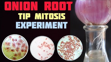 Onion root tip mitosis experiment || Mitotic Chromosome observation @paperpenbiology
