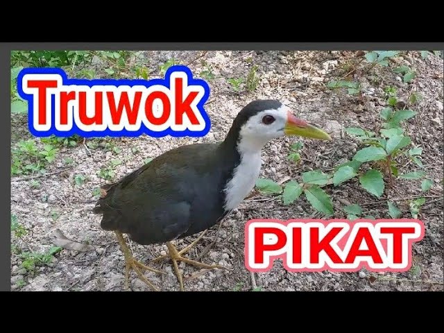Suara pikat ruak ruak Ampuh | waterhen sound | night bird sound | voice chim quock 83 class=