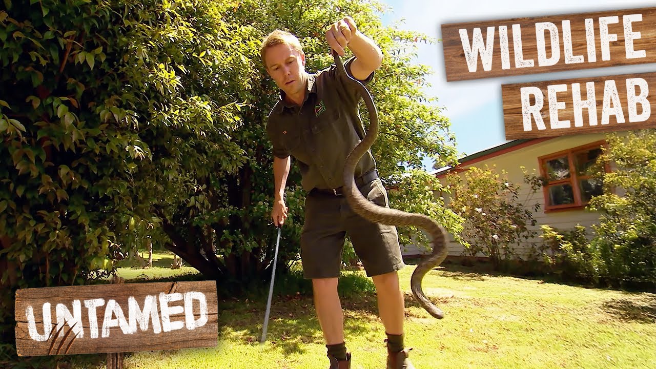 Пять лучших служб спасения диких животных в Австралии | Untamed