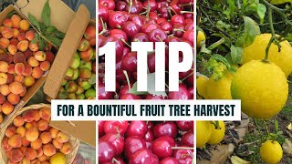 1 Fruit Tree Tip to Ensure a Bountiful Harvest