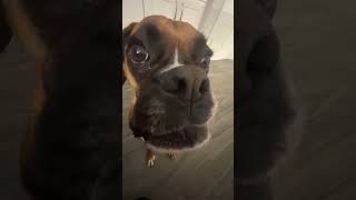 boxer dog whining #shorts