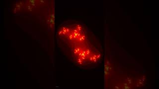 Julia #8 | Chaotic Flow #Shorts